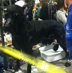 Giant Schnauzer gets a sponge bath in preparation for show!
