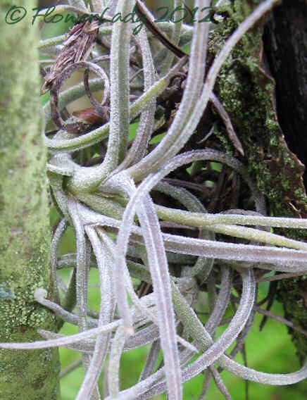 [02-09-epiphyte2%255B5%255D.jpg]