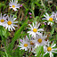 Flowers At Zealandia - Wellington, New Zealand