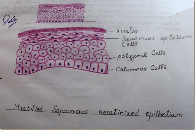 stratified squamous keratinized epithelium high resolution histology diagram