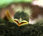 We baby robins need to eat and the white beast was keeping our mother away!  Mama, come back!  We're hungry!
