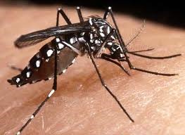 [Aedes-s%255B3%255D.jpg]
