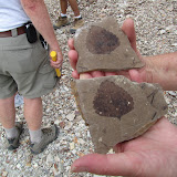 McAbee Fossil Site