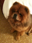 It's fun staying in hotels with Jan, Karen, and the other dogs!  It feels like one big slumber party!