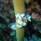 Harlequin shrimp