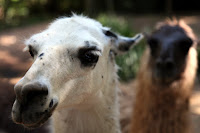 Llamas