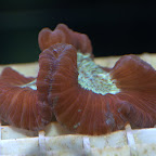 DSC_2112.jpg