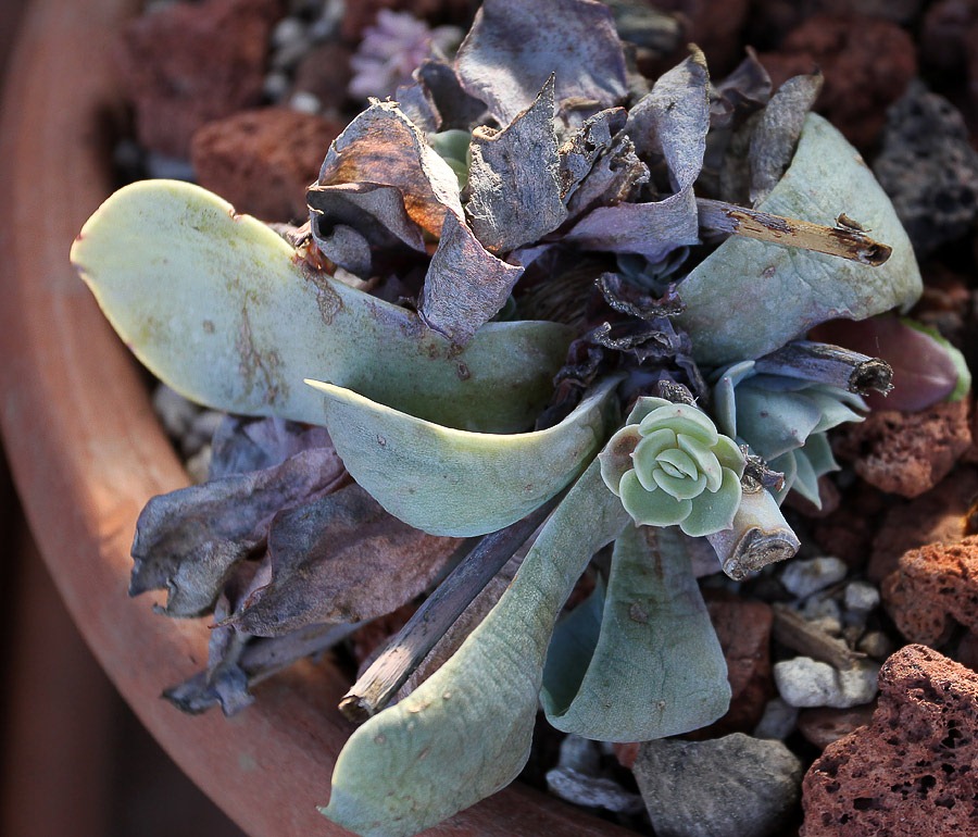 [120202_Echeveria-Azure-Blue3%255B3%255D.jpg]