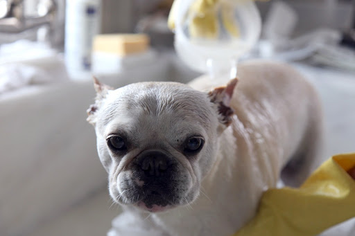 I guess I spoke too soon!  Well, Franny, I guess we'll both be clean now!