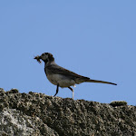 photoIMG_1082.jpg