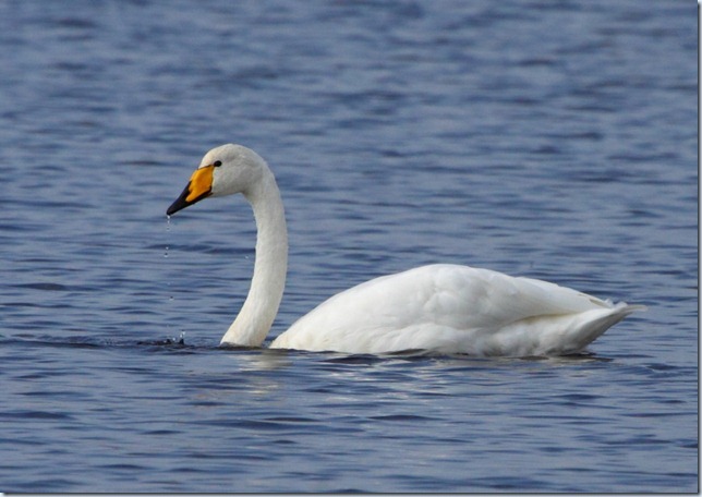 whooper whooper