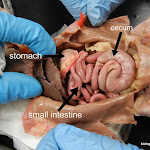 rat_cecum02.jpg