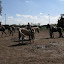 Speel week Manege 2011