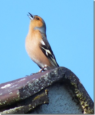 singing chaffinch