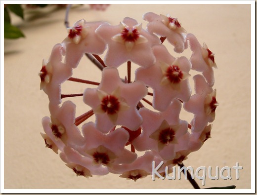 hoya carnosa 5