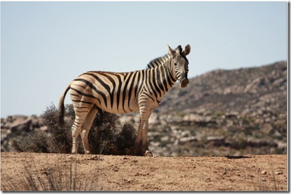 zebra