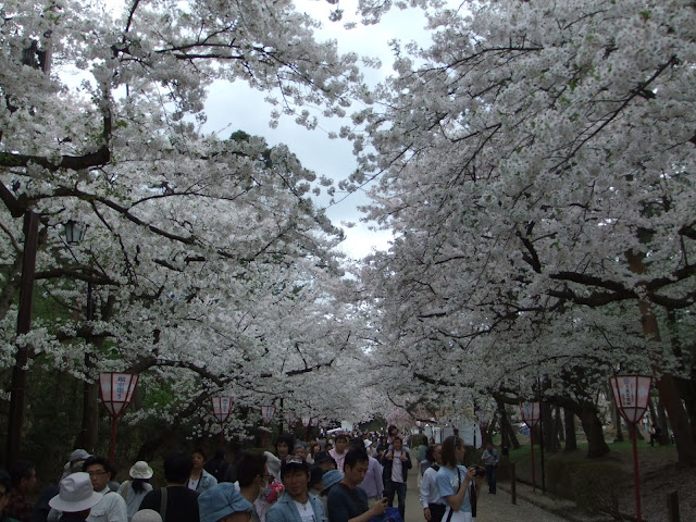 弘前城内の桜の回廊。満開