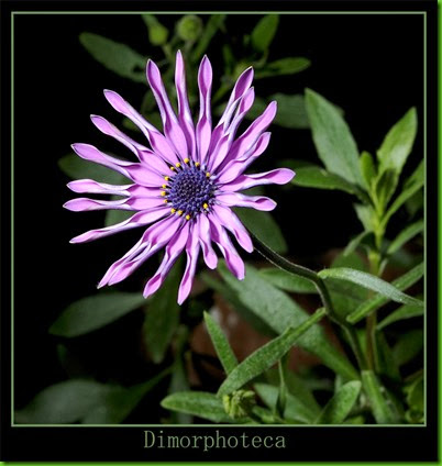 dimorphoteca 1 dimorphoteca 1