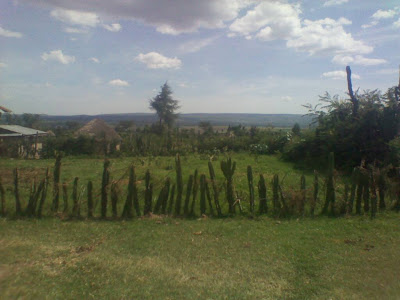 Mulot