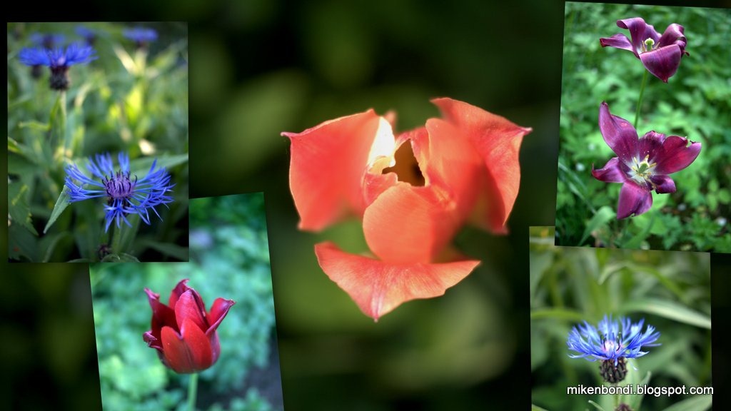 [blommor%255B6%255D.jpg]