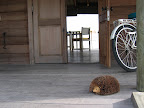 Villa 22 Soneva Gili  - 199.jpg