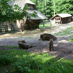 17_08zubrowisko.jpg