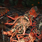 IMG_2555.JPG