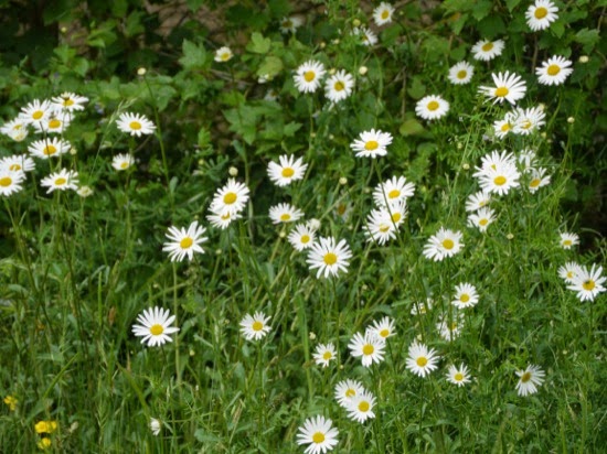 P1140100.jpg UK summer daisies