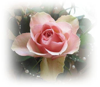Roses and pearls