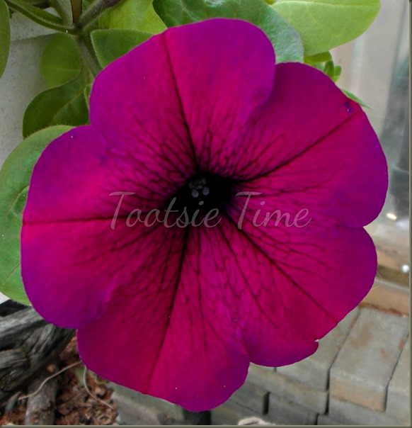 BeFunky_040.jpg BeFunky_040.jpg