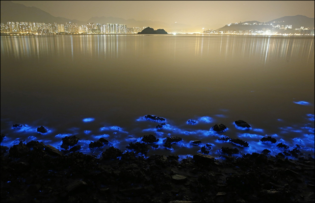 A Noctiluca scintillans bloom along the seashore in Hong Kong, 22 January 2015. These blooms are triggered by farm pollution that can be devastating to marine life and local fisheries. Photo: Kin Cheung / AP Photo