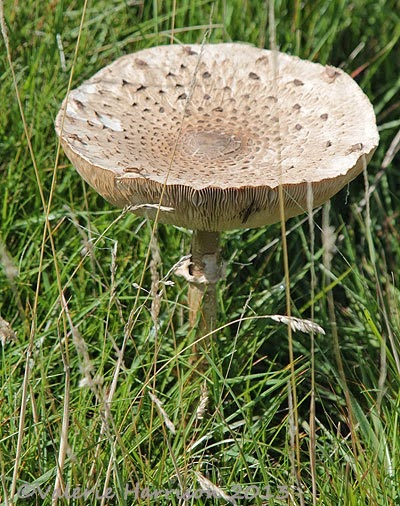 [29-parasol-mushroom2.jpg]