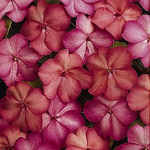 [impatiens_swirl_monet_mix_%255B5%255D.jpg]