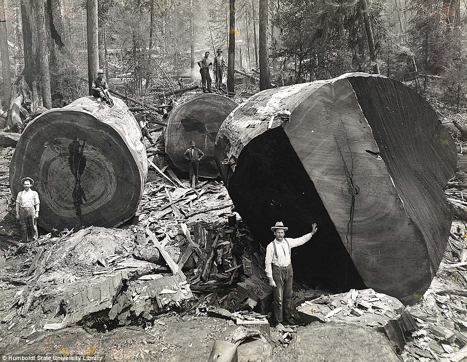 [Lumberjacks-From-California-5%255B2%255D.jpg]