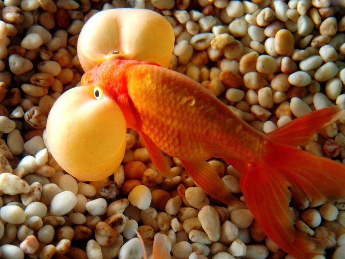 [Weird-Bubble-Eyed-Gold-Fish3.jpg]