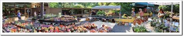 Sacramento Cactus & Succulent Society 2013 show and sale recap
