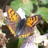 Small Copper - this is my favourite butterfly. It's the size of a fingernail and is so beautifully and delicately patterned.