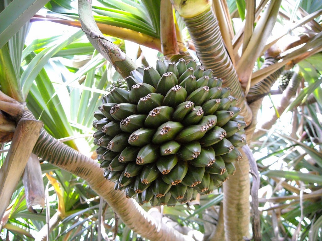 [Pandanus%255B4%255D.jpg]