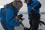 Tromsø Villmarkssenter auf Kvaløya