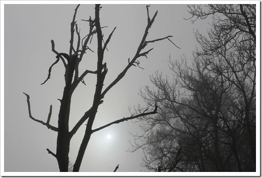 101205_trees1