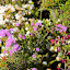The Colors Of Springtime In The Grampians - Halls Gap, Australia