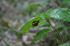 A creepy bug