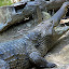 Freshwater Crocodile Says Feeds Me - Port Douglas, Australia