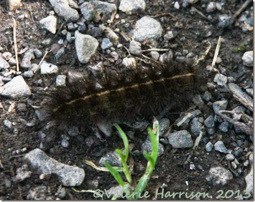 22-hairy-caterpillar