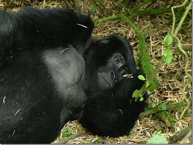 Rwanda_Gorillas (12)