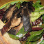 Plutos S Salad.JPG