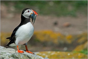 Puffin  At Rest. Ian Stafford