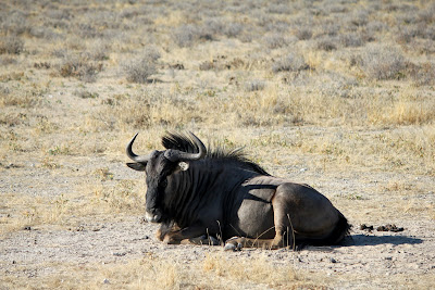 Wildebeest recovering from a bad hair day