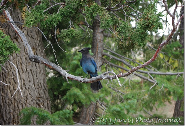 Steller's Jay at Bryce Point