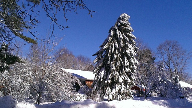 [Blizzard%25202.10.2013%2520leaning%2520spruce%252027%255B3%255D.jpg]